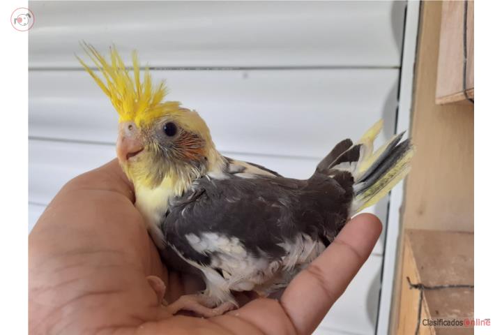 Cockatiel bebe Puerto Rico
