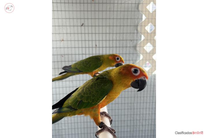 Cotorras Sun Conure Puerto Rico