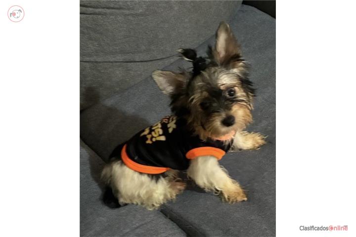 YORKIE TOY PARTI COLOR Puerto Rico
