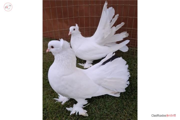 Palomas  Rabo Abanico  Puerto Rico