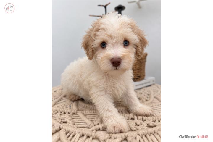 Toy poodle ojos azules Puerto Rico