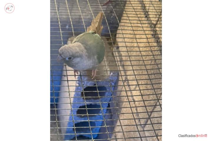 Se vende Green Cheek  Puerto Rico