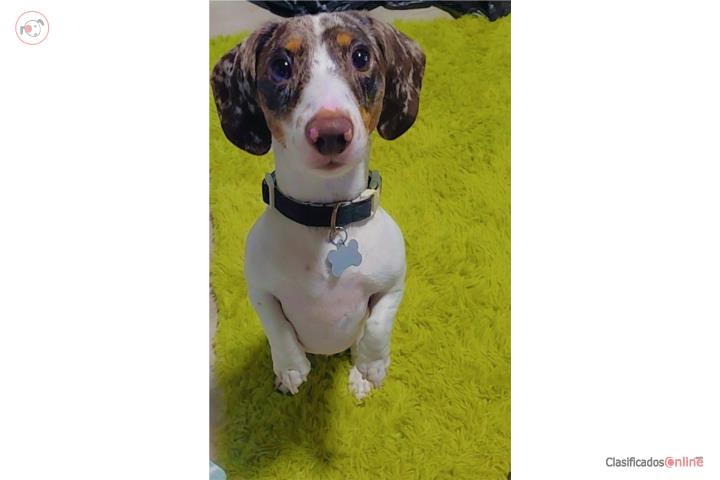 Dachshund Merle Arlequin Busca Novia  Puerto Rico