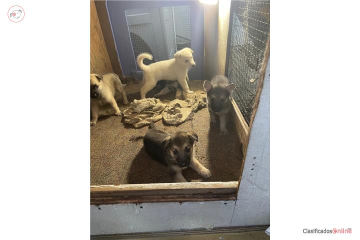 German Shepherd  Puerto Rico