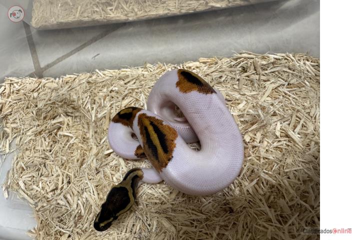 Ball Python  Puerto Rico