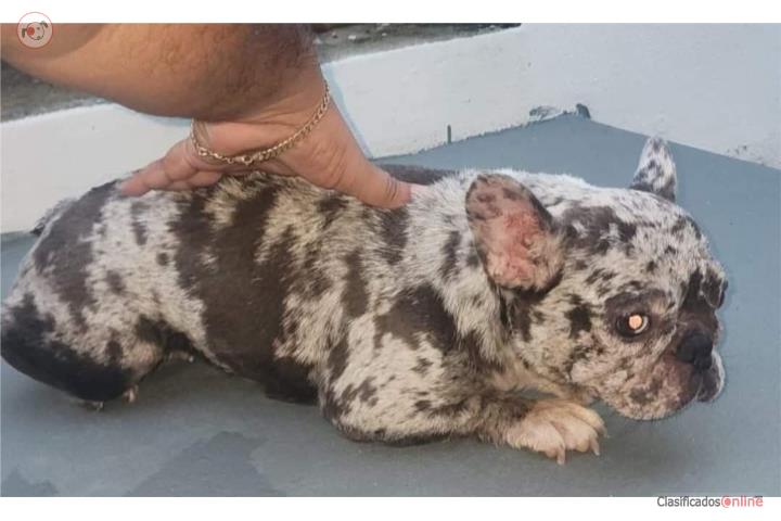 French bulldog  Puerto Rico