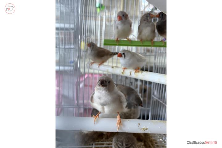Finches en oferta  Puerto Rico