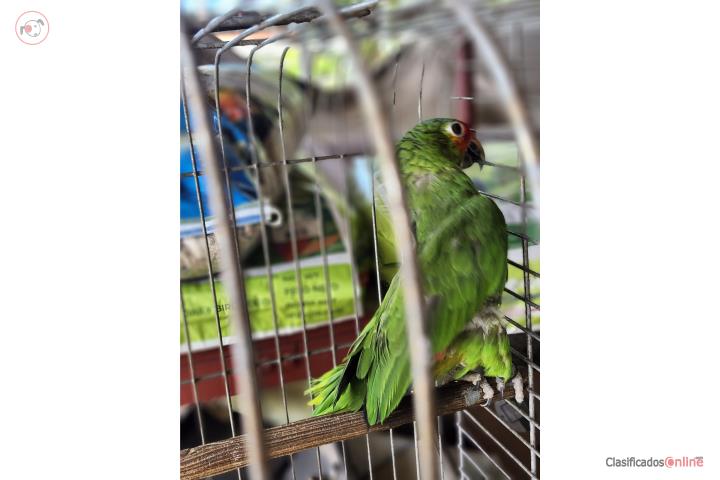 Amazona Red Lored Hembra Puerto Rico