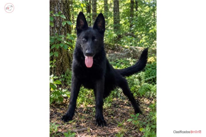 Se vende German shepersd  Puerto Rico