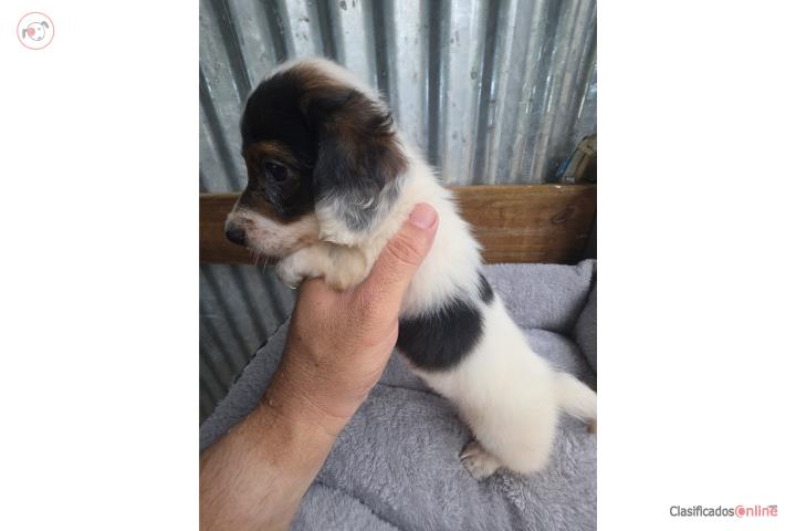 Dachshund salchicha Longhair macho Puerto Rico