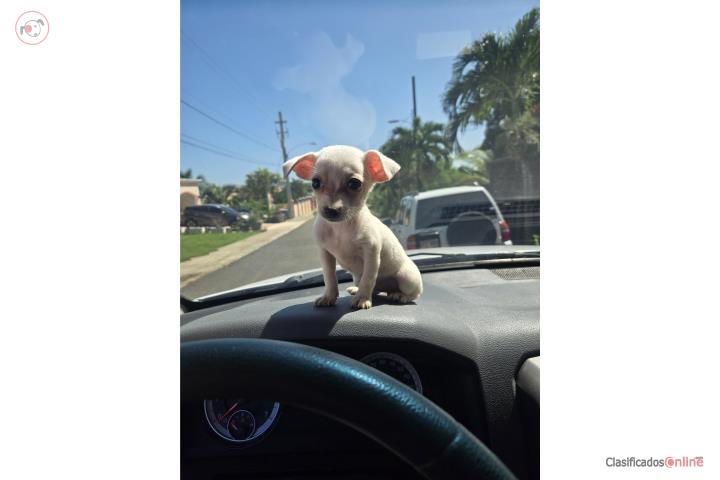 Chiguagua toy nena Puerto Rico