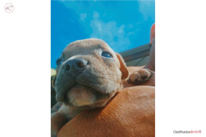 Hermosa pitbull blue Puerto Rico
