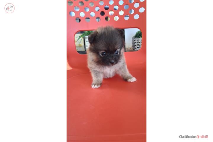 Pomerania nena toy  Puerto Rico