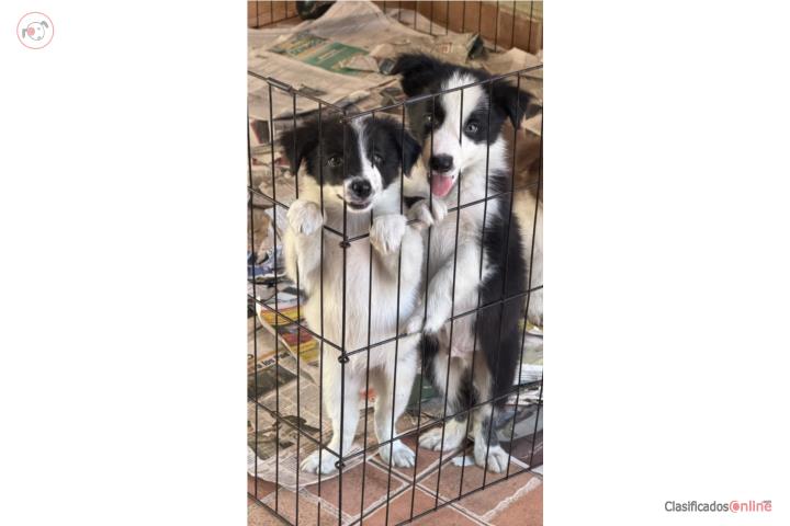 Border Collie Puerto Rico