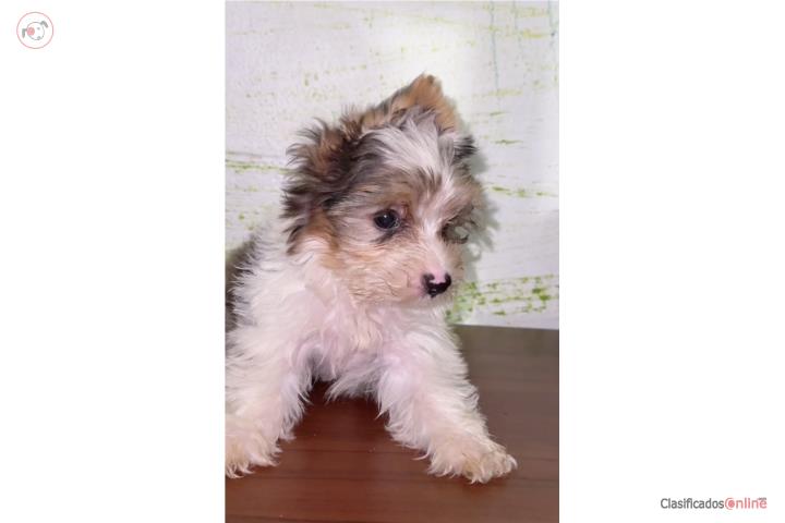 Yorkie blue berry merle Puerto Rico