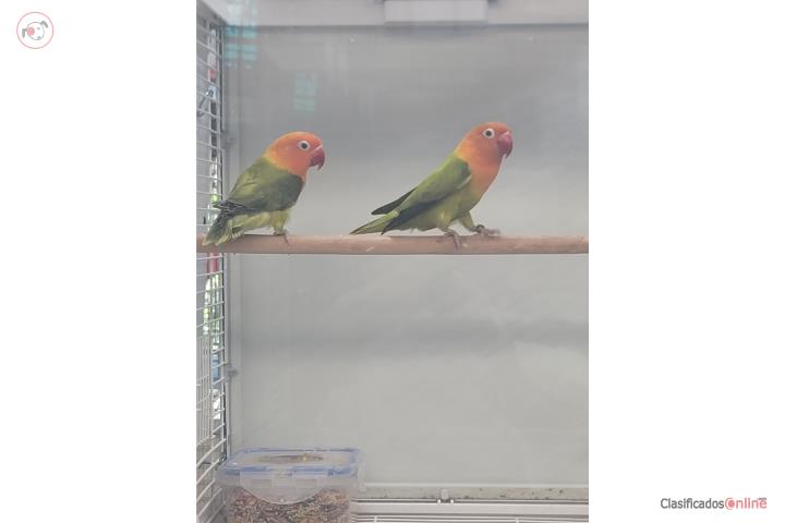 Lovebird Puerto Rico