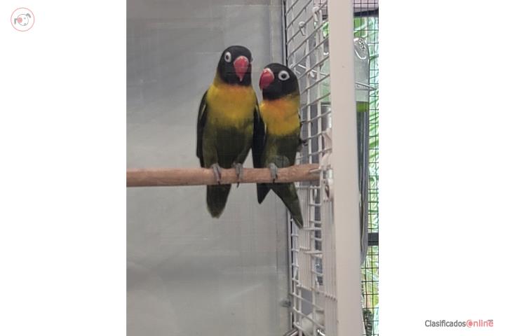 Lovebird Puerto Rico