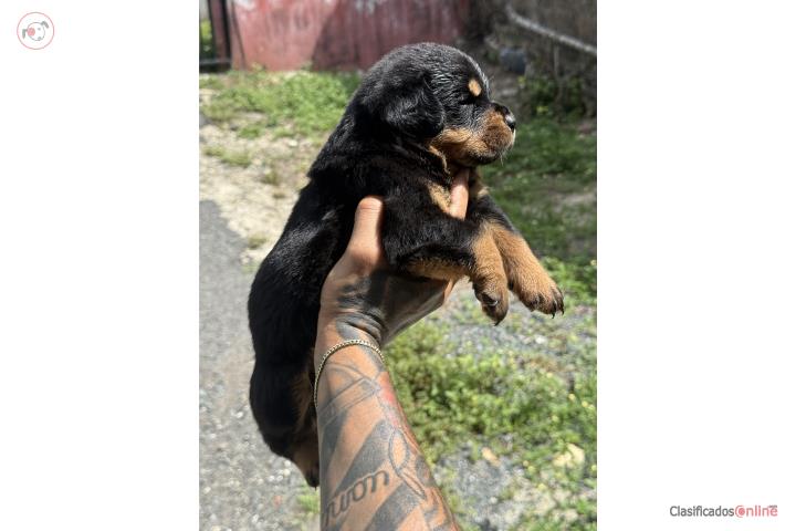 Rottweiler  Puerto Rico