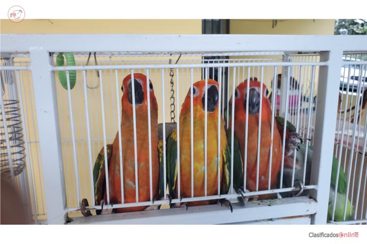 Sunconure Red factor  Puerto Rico