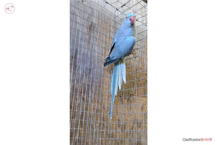 Ringneck azul Puerto Rico