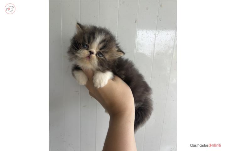 Persa hembra tabby and white  Puerto Rico