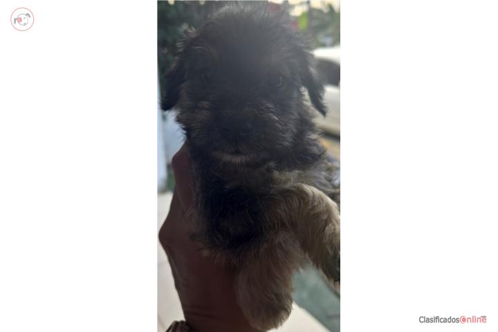 Schnauzer  Puerto Rico