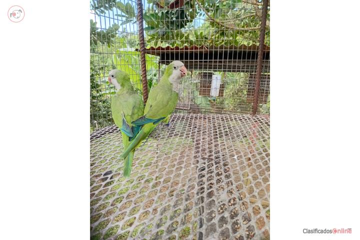Pareja de Quaker  Puerto Rico