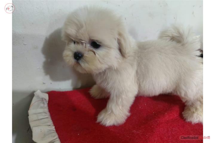 Shih Tzu Machito  Puerto Rico