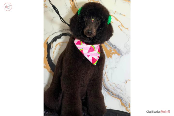 Poodle mediana   Puerto Rico