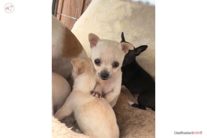 Chihuahuas 3 nenes 2 nenas  Puerto Rico