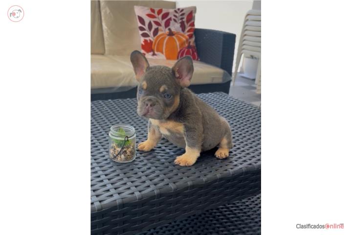 French bulldog hembra Puerto Rico