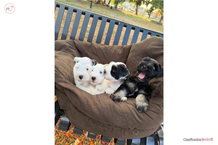 Schnauzer Mini Puerto Rico
