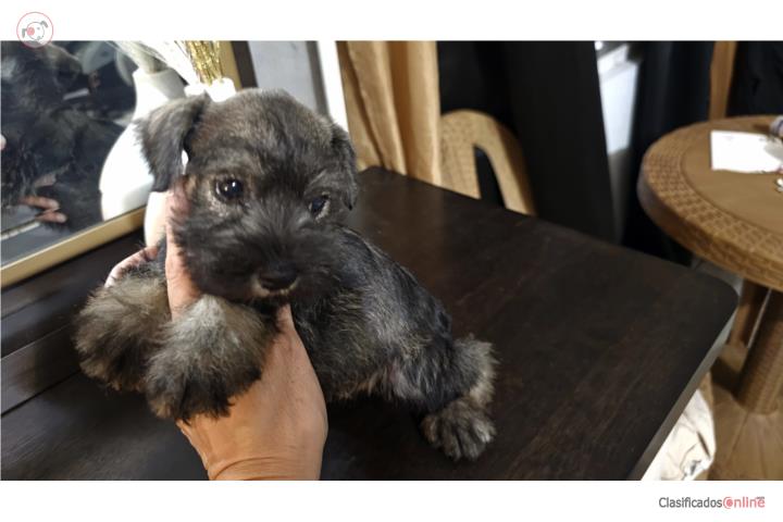 Schnauzer miniatura Hembra Puerto Rico