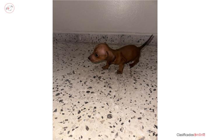 Dachshund nene  Puerto Rico