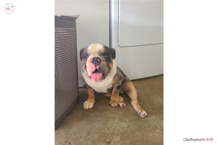 English bulldog  Puerto Rico