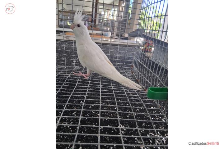 Hermosos cockatieles a la venta Puerto Rico