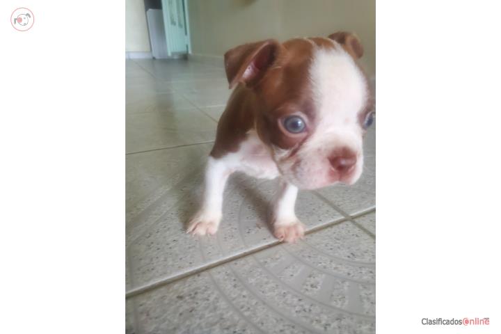 Boston Terrier Red Puerto Rico
