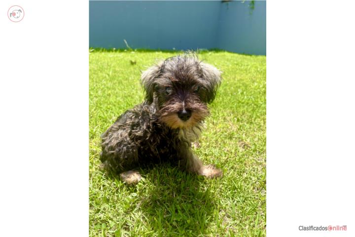 Miniature Schnauzer Ojos Azules Puerto Rico