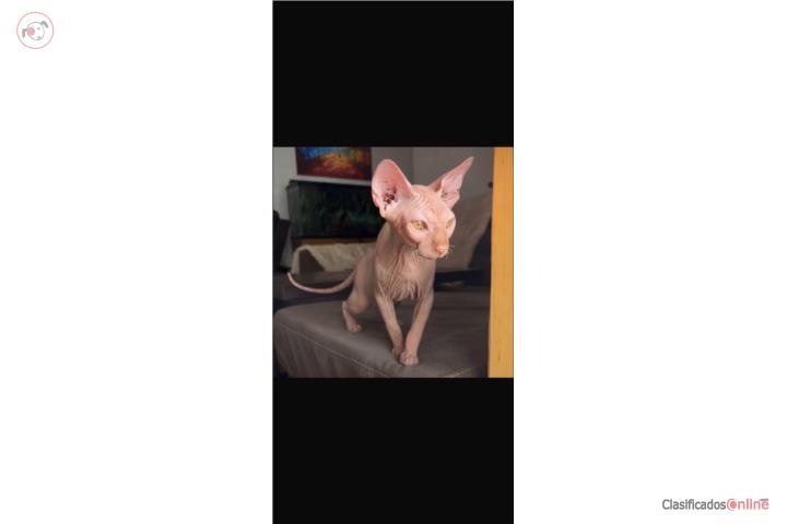 Precioso Gatito Sphynx de 3 meses Puerto Rico