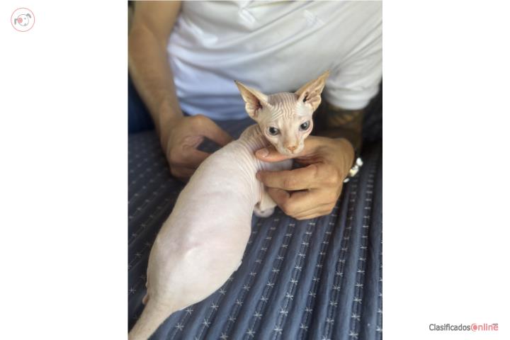 Gato Sphinx  Puerto Rico