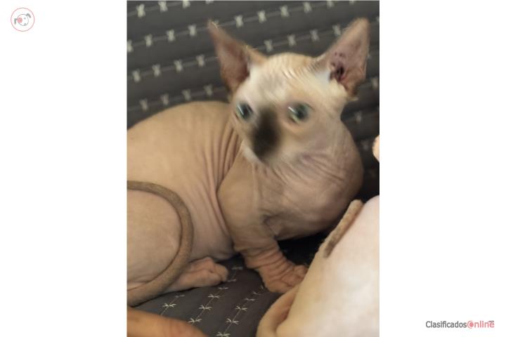 Sphynx macho Bambino (enano) Puerto Rico