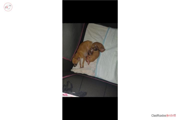 Chihuahuas Puerto Rico