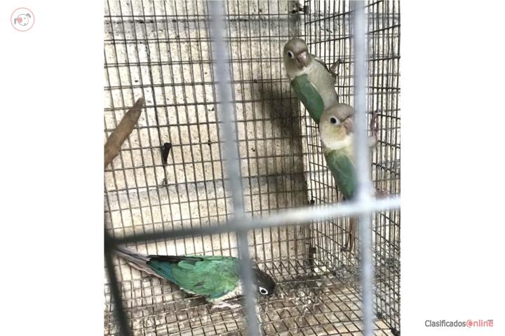 Turquesa Cinnamon green cheek  Puerto Rico