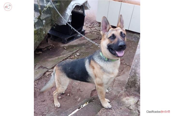 Se vende German shepherd  Puerto Rico