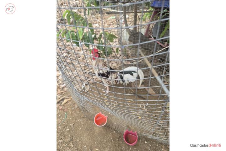 Vendo gallos Puerto Rico