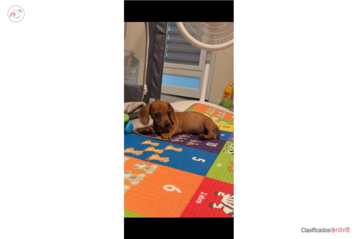 Se vende perro salchicha de 2 1/2 Puerto Rico