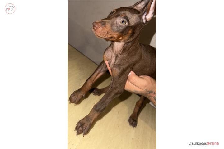 Dobermans americanos Puerto Rico