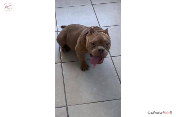 American bully adulto tiene papales  Puerto Rico