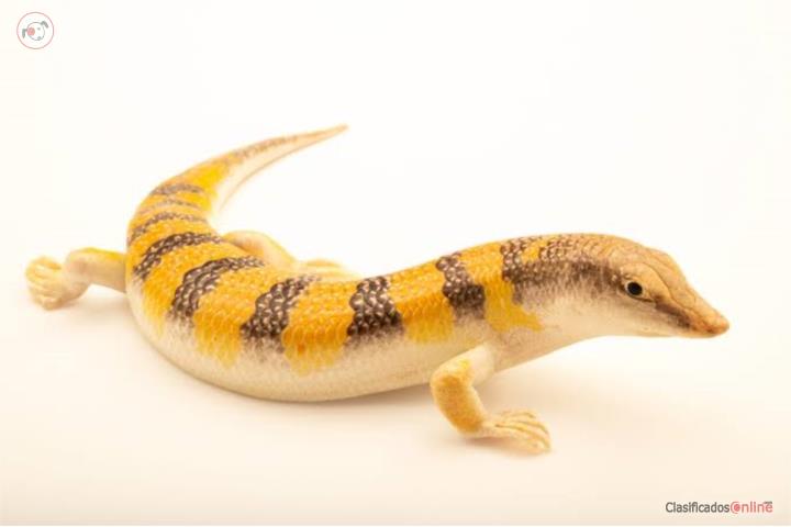 Skink Puerto Rico