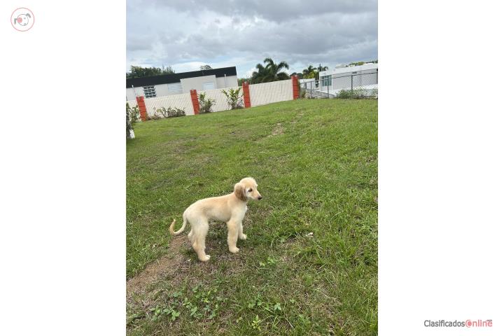 Afghan Hound Hembra  Puerto Rico